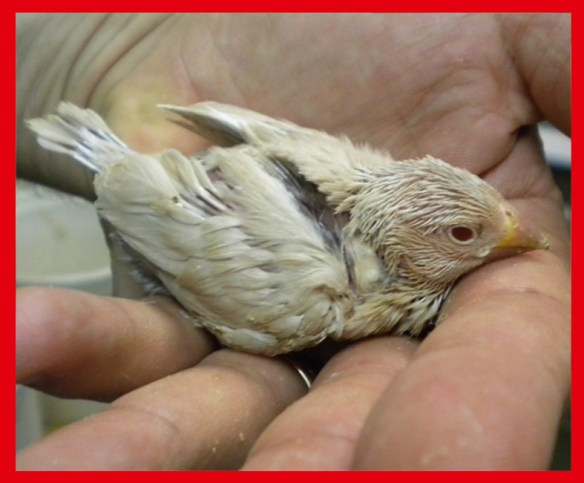 Padda feomelanico a 15 giorni