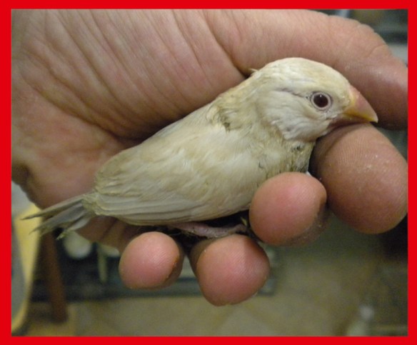 Padda feomelanico a 25 giorni