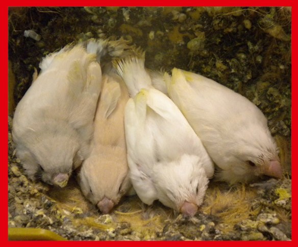 Da SN: Grigio mascherato o. r., bruno mascherato, grigio ino guancia, grigio ino