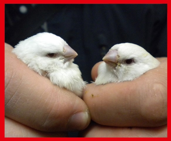 Grigio ino guancia e grigio ino a confronto a 30 giorni