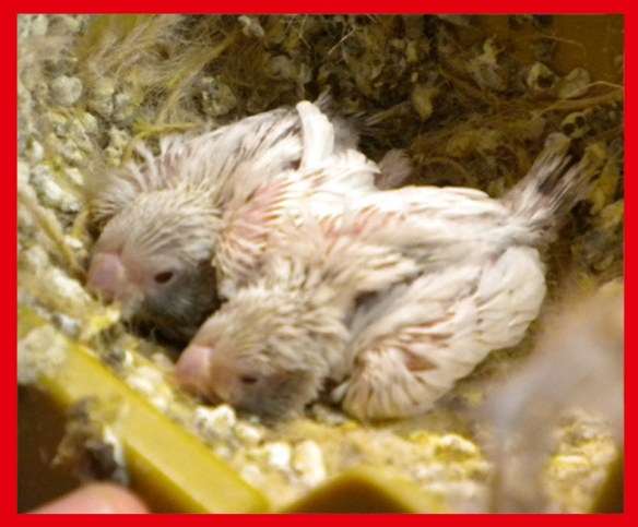 DA SN: Grigio mascherato guancia nera e grigio ino guancia nera