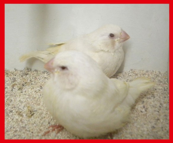 Grigio ino guancia e grigio ino a confronto a 30 giorni