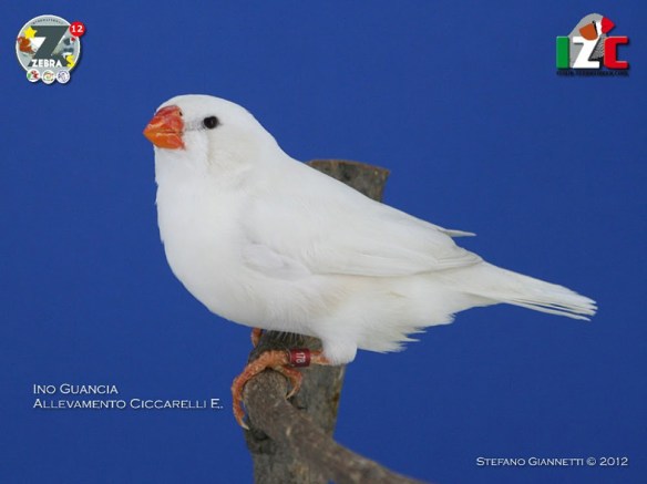 Zebras 2012 (servizio fotografico Italia zebravinken club)