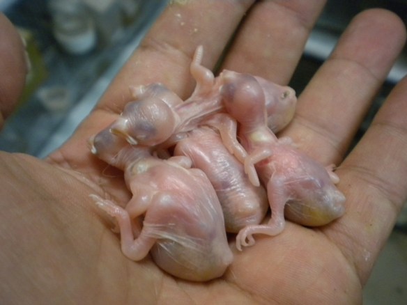 I quattro soggetti chiari a pochi giorni dalla nascita