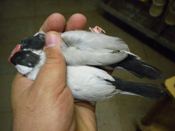 Probabile Agata e mascherato a confronto