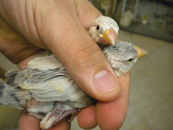 In alto mascherato, in basso probabile agata a 20 giorni