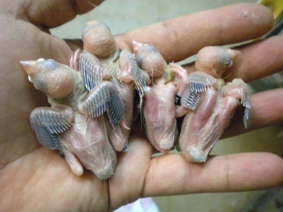 A sinistra i due soggetti probabili agata, a destra i due mascherato