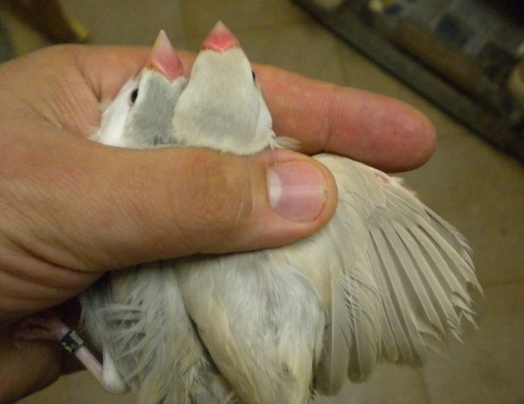 Da SN: Probabile agata e mascherato