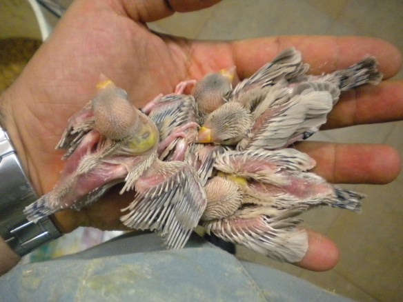 I quattro soggetti tutti insieme a 10 giorni