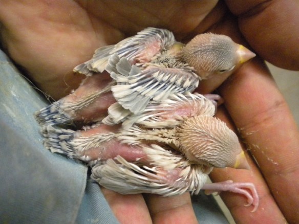 Probabile agata in alto e mascherato in basso a 15 giorni