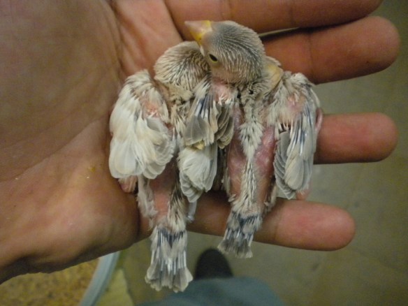 Da SN. mascherato e probabile agata