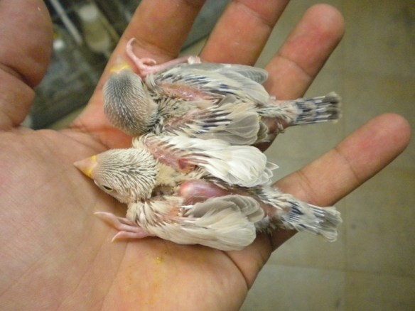 In alto probabile agata, in basso mascherato a 15 giorni