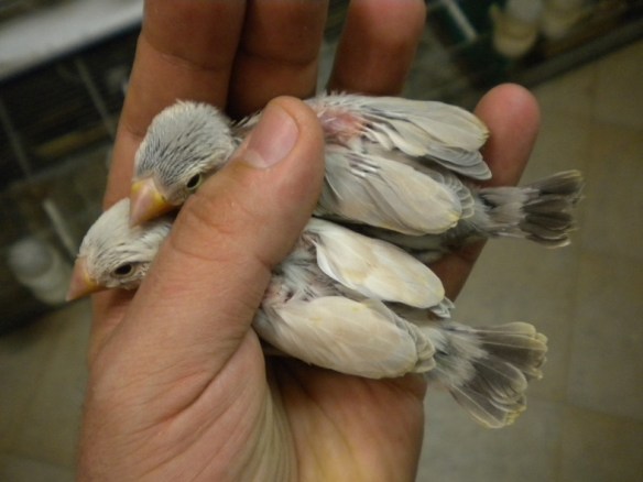 In alto probabile agata, in basso mascherato a 20 giorni