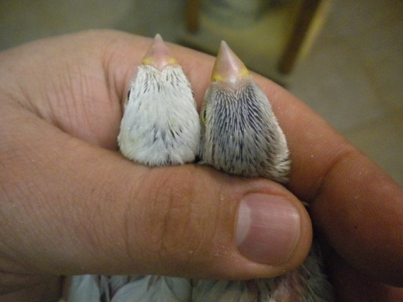 Da SN: mascherato e probabile agata (particolare di testa e becco) 