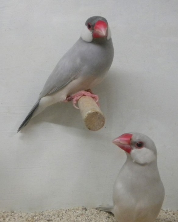 Opale ed opale pastello a confronto