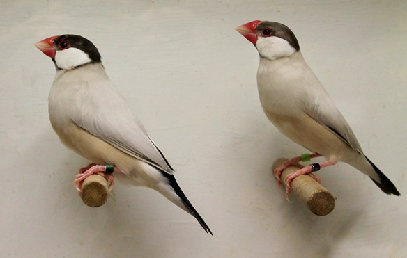 Mascherato e Agata a confronto