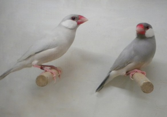 Opale ed opale pastello a confronto