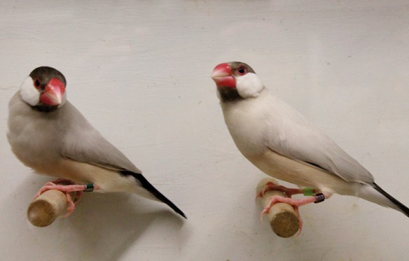 Mascherato e Agata a confronto