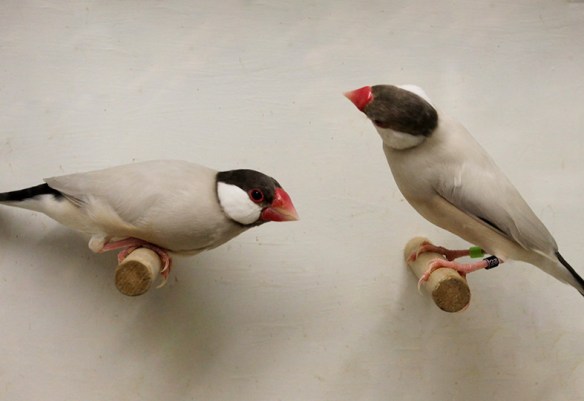 Mascherato e Agata a confronto