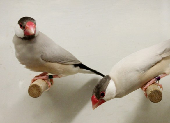 Mascherato e Agata a confronto