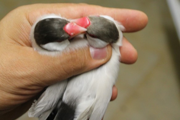 Mascherato e Agata a confronto