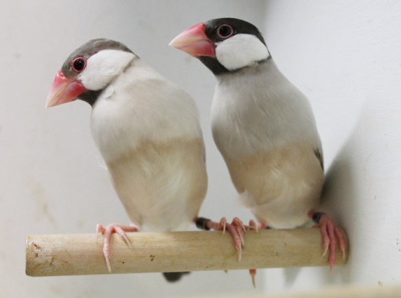 Mascherato e mascherato scuro a confronto