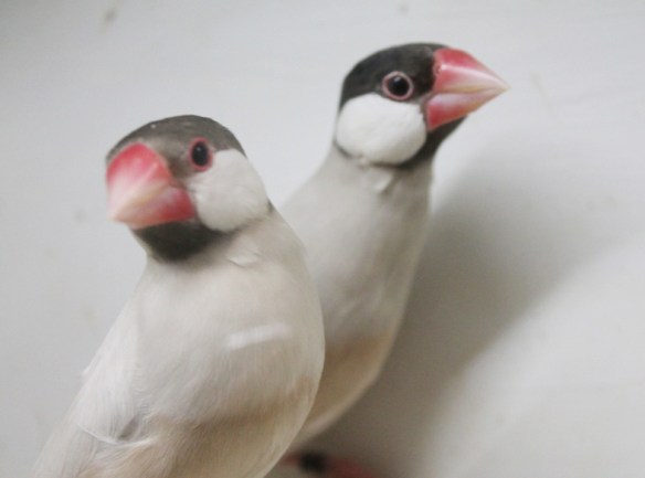 Mascherato e mascherato scuro a confronto