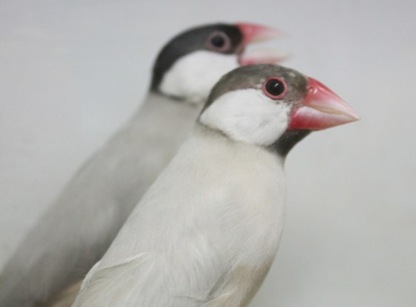 Mascherato e mascherato scuro a confronto