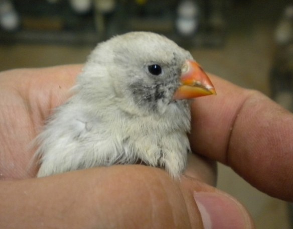 Grigio diluito guancia nera (femmina) in fase di muta