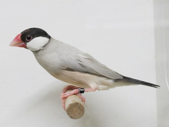 Padda mascherato scuro