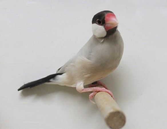 Padda mascherato scuro