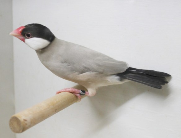 Padda mascherato scuro