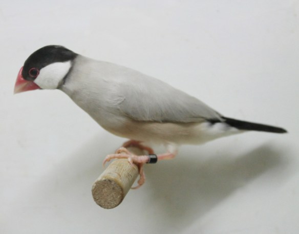 Padda mascherato scuro