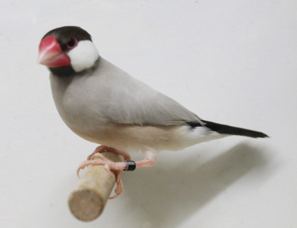 Padda mascherato scuro