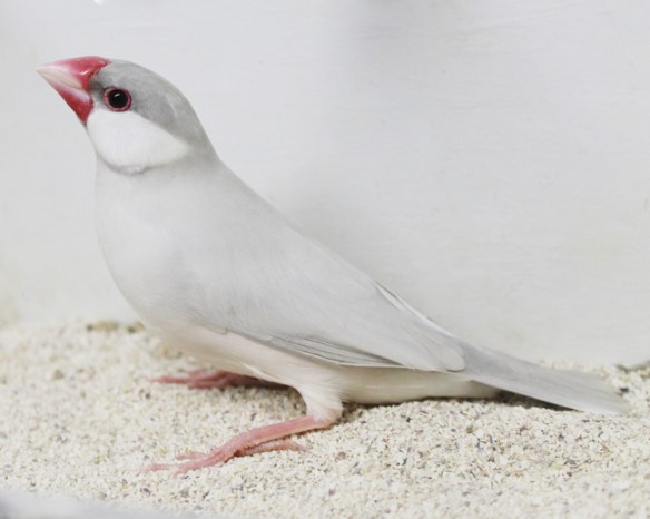 Padda opale pastello