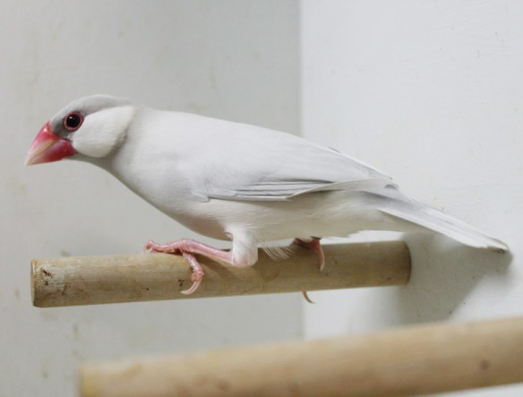 Padda opale pastello