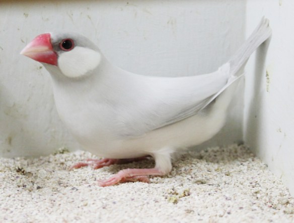 Padda opale pastello