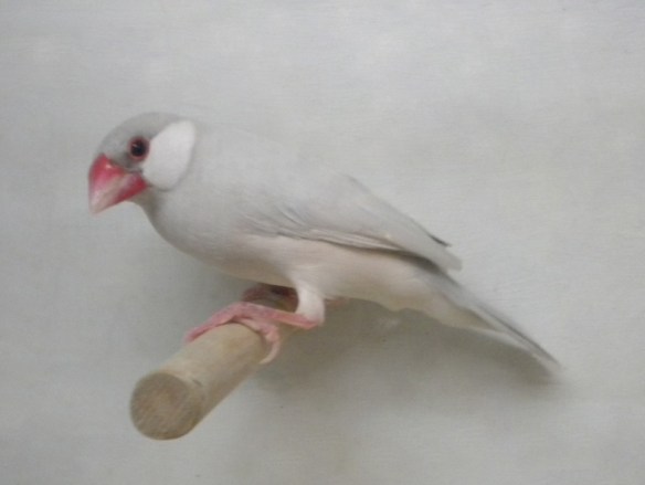 Padda opale pastello