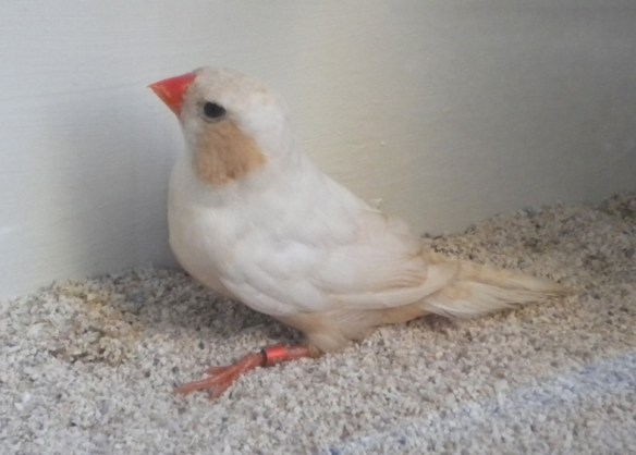 Feo petto arancio (femmina)