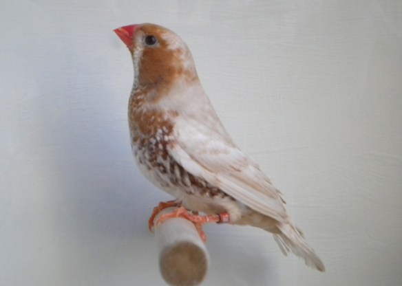 Feo petto arancio (maschio)