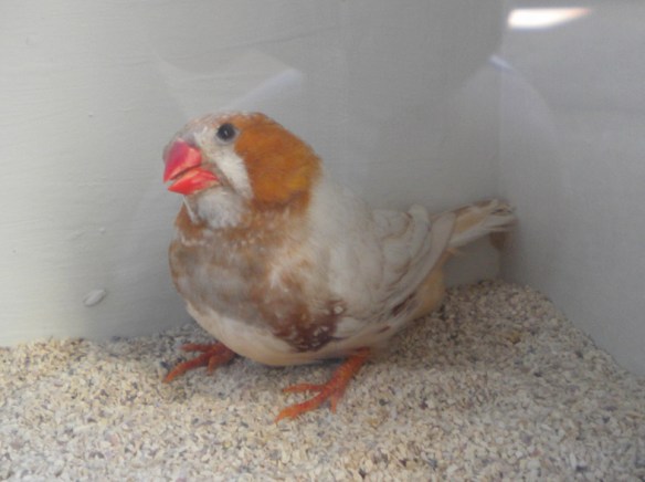 Feo petto nero (maschio)