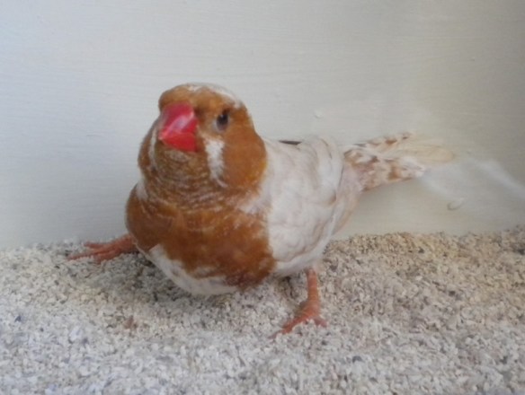 Feo petto nero petto arancio