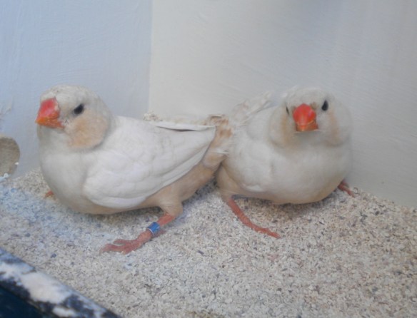 DA SN: feo petto arancio e feo petto nero