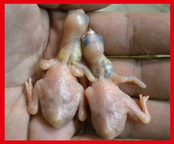 Opale e opale pastello a 5 giorni