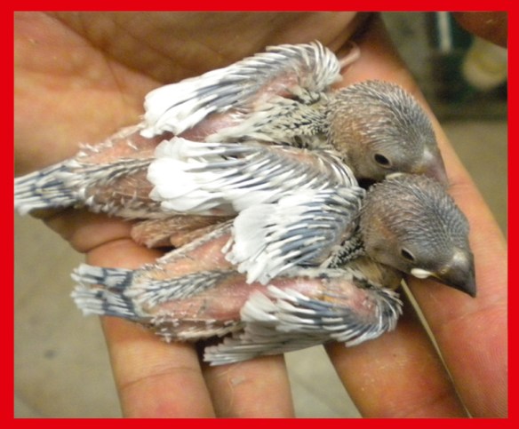 Opale e opale pastello a 20 giorni