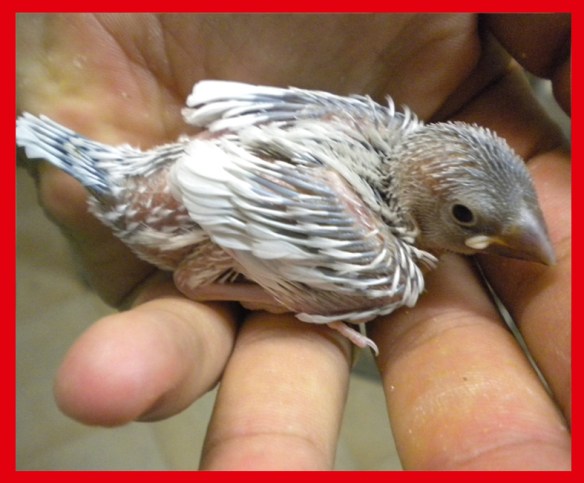 Opale pastello a 20 giorni