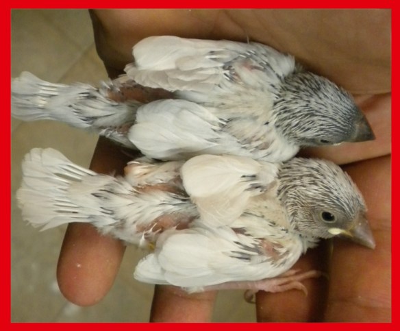 Opale e opale pastello a 25 giorni