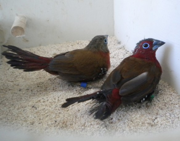 Amaranto Fiammante (coppia)