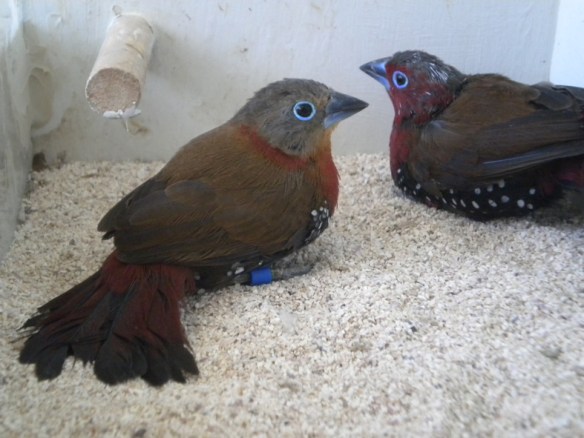 Amaranto Fiammante (coppia)