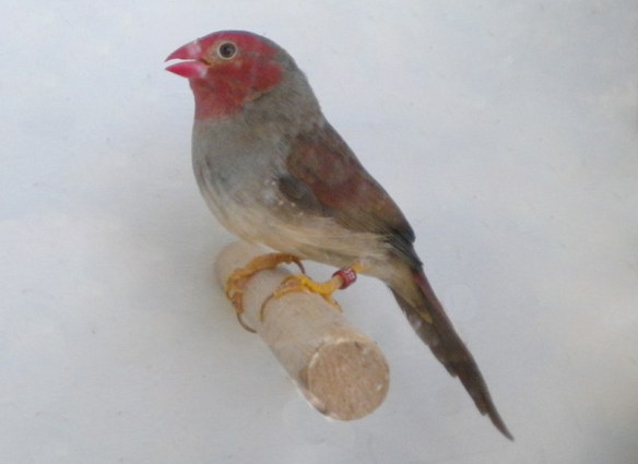 Diamante Fetonte ventre bianco (femmina)